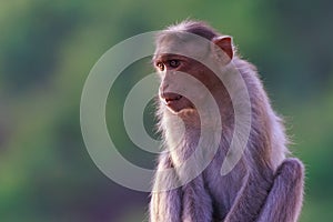 Portrait of a bonnet macaque in daylight
