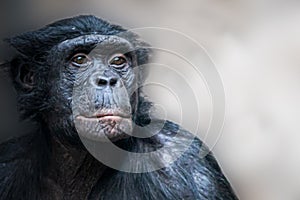 portrait of a bonobo chimpanze looking right