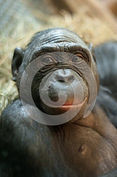 Portrait of a Bonobo monkey photo