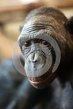 Portrait of a Bonobo monkey