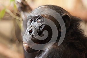 Portrait of a Bonobo monkey