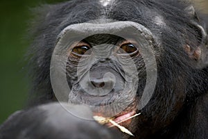 Portrait of bonobos. Close-up. Democratic Republic of Congo. Lola Ya BONOBO National Park.