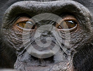 Portrait of bonobos. Close-up. Democratic Republic of Congo. Lola Ya BONOBO National Park.