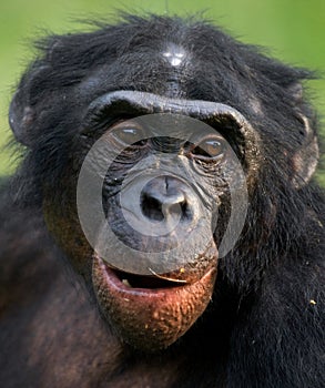 Portrait of bonobos. Close-up. Democratic Republic of Congo. Lola Ya BONOBO National Park.