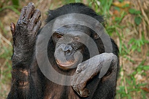 Portrait of bonobos. Close-up. Democratic Republic of Congo. Lola Ya BONOBO National Park.