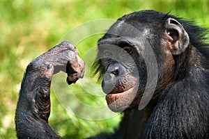 Portrait of bonobos. Close-up. Democratic Republic of Congo. Lola Ya BONOBO National Park.