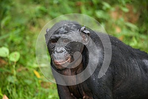 Portrait of bonobos. Close-up. Democratic Republic of Congo. Lola Ya BONOBO National Park.