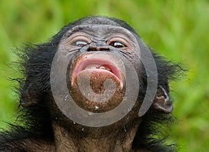 Portrait of bonobos. Close-up. Democratic Republic of Congo. Lola Ya BONOBO National Park.