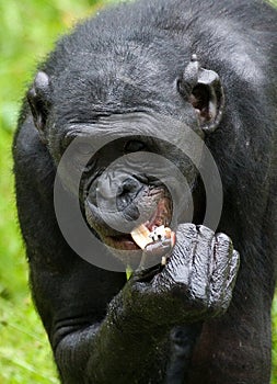 Portrait of bonobos. Close-up. Democratic Republic of Congo. Lola Ya BONOBO National Park.