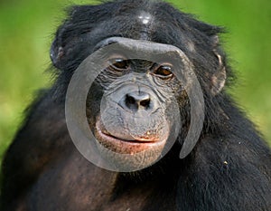 Portrait of bonobos. Close-up. Democratic Republic of Congo. Lola Ya BONOBO National Park. photo