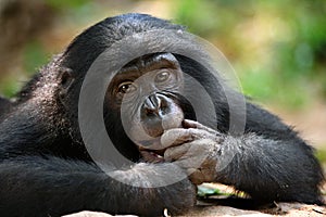 Portrait of bonobos. Close-up. Democratic Republic of Congo. Lola Ya BONOBO National Park. photo
