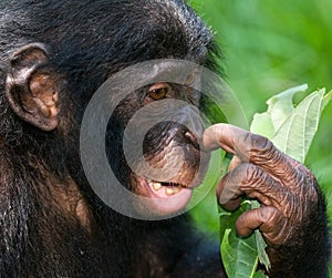 Portrait of bonobos. Close-up. Democratic Republic of Congo. Lola Ya BONOBO National Park. photo