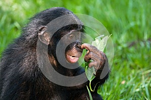 Portrait of bonobos. Close-up. Democratic Republic of Congo. Lola Ya BONOBO National Park. photo