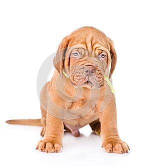 Portrait Bordeaux puppy dog in fron. isolated on white background