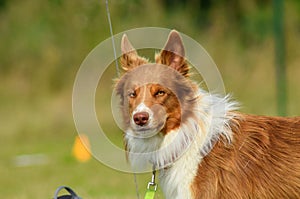 Portrait of border collie in agility park.