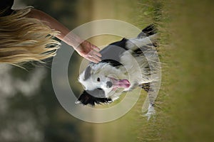 Portrait of border collie in agility park.