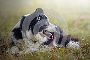 Portrait of a Border Collie dog