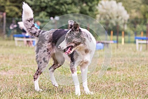 Border collie dog living in belgium photo