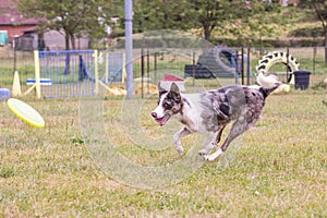 Border collie dog living in belgium photo