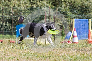 Border collie dog living in belgium photo