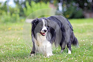 Portrait of Border collie. Dog is standing in grass in park