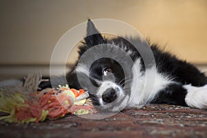 Portrait of a border collie puppy relaxed whit his toy