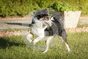 Portrait of a Border Collie purebred dog playing with a tennis ball in its mouth