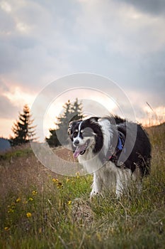 Portrait of border collie on the road in mountain