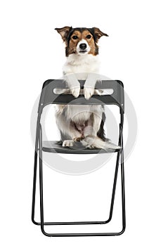 Portrait of Border Collie sitting on chair