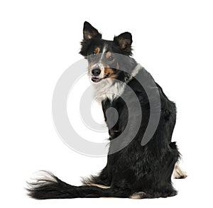 Portrait of Border Collie sitting and looking back against white