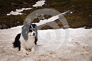 Portrait of border collie on snow
