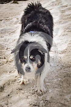 Portrait of border collie on snow in austria nature