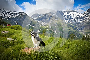 Portrait of border collie is standing in austria nature