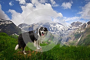 Portrait of border collie is standing in austria nature