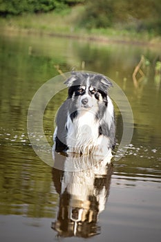 Portrait of border collie in water