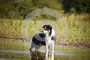 Portrait of border collie in water