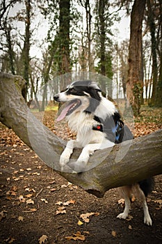 Portrait of border collie, who is bear on tree.