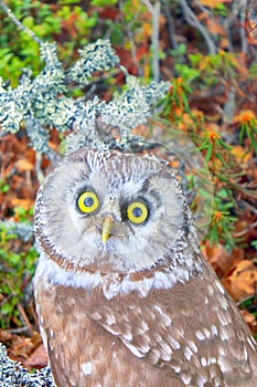 Portrait of boreal owl in characteristic interior