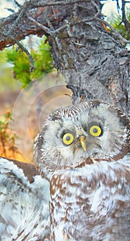 Portrait of boreal owl in time of aggression