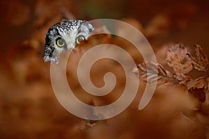 Portrait of Boreal Owl with yellow eyes in orange oak tree during autumn photo