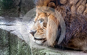 Portrait of a bored lion
