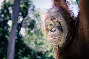 Portrait of a Bornean orangutan 