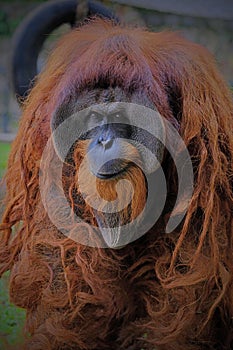 Portrait of Bornean Orangutan Pongo Pygmaeus