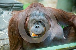 Portrait Bornean orangutan, Pongo pygmaeus, with a carrot in his mouth, eating. Fauna, mammals, primates