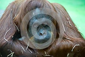 Portrait Bornean orangutan, Pongo pygmaeus, pensive look. Fauna, mammals, primates