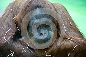 Portrait Bornean orangutan, Pongo pygmaeus, pensive look. Fauna, mammals, primates photo
