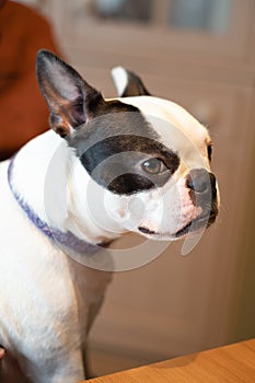 Portrait of a Boston Terrier. The dog is sitting indoors, her face is in profile