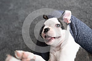 Portrait of a Boston Terrier puppy lying on the leg of a person. The puppy is happy, smiling. There is some motion blur on the