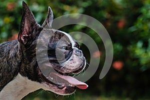 Portrait boston terrier pure breed in garden