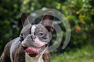 Portrait boston terrier pure breed in garden